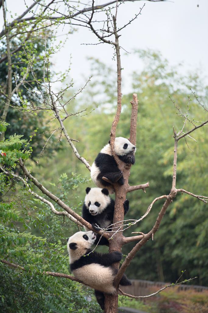 Giant Panda Cubs from IMAX movie PANDAS