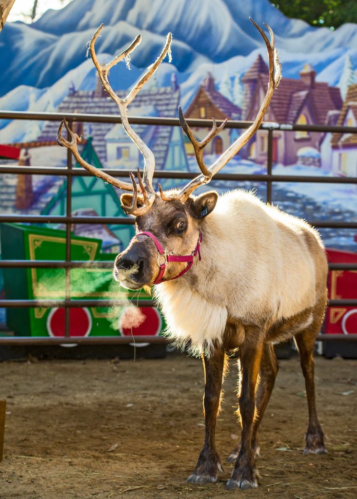 LA Zoo Reindeer Los Angeles Christmas