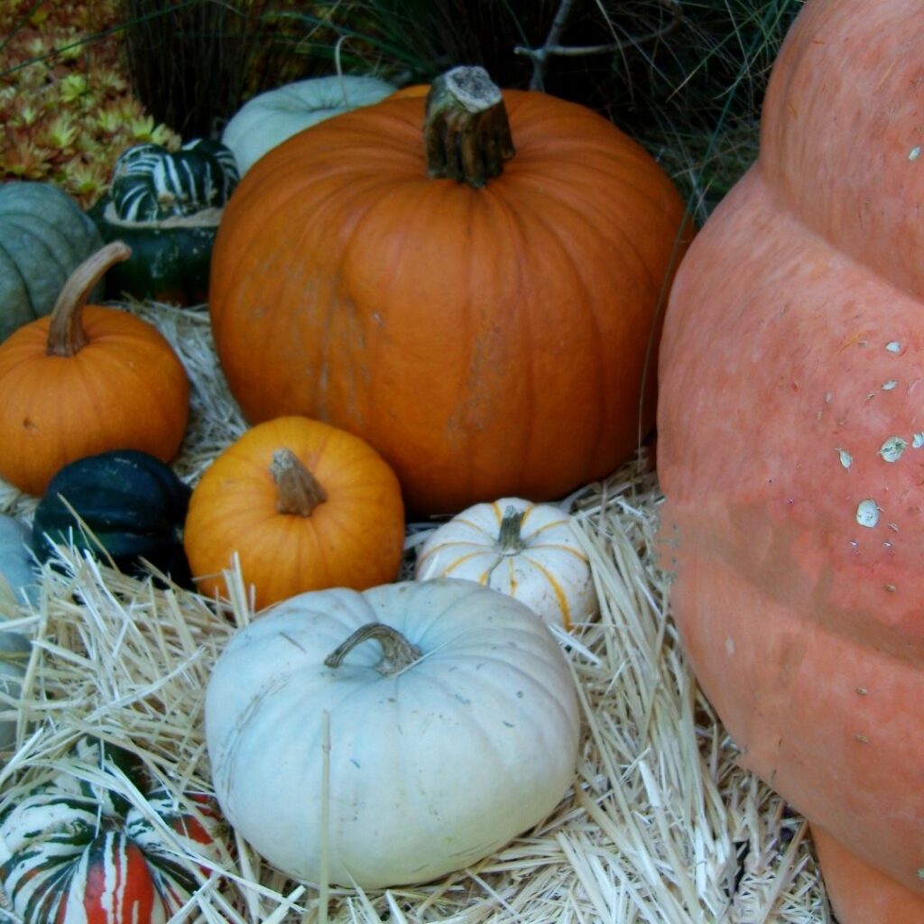 The Best Los Angeles Pumpkin Patches for kids and families Open for 2020!